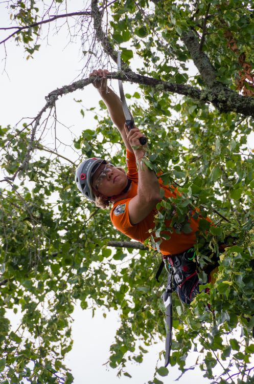 Arborist in full PPE and visor helmet treating trees affected by ash dieback disease in Hampshire
