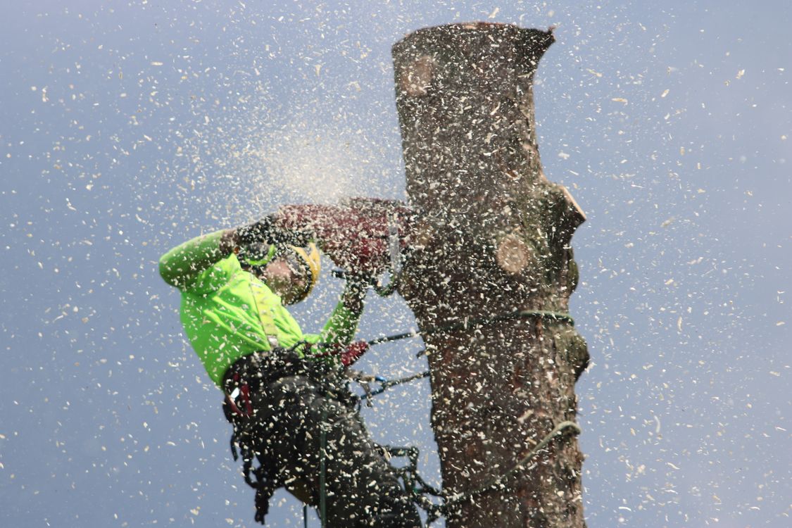 Professional arborist sectioning a large oak tree trunk during removal in Winchester city centre