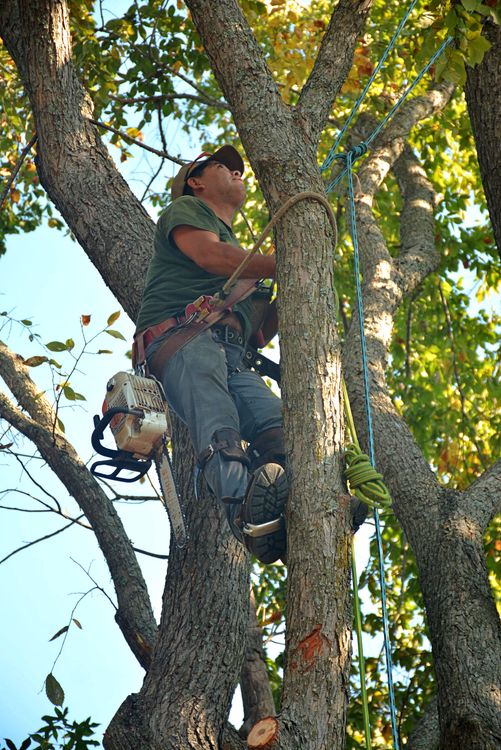 Skilled arborist in safety harness climbing a large tree with chainsaw for crown reduction in Chandler's Ford