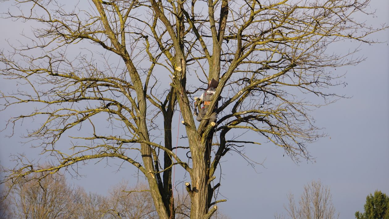 Arborist climbing high into a tall tree in safety harness for crown lifting work in Eastleigh