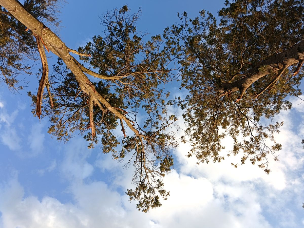 Mature protected tree in a Hampshire garden ahead of a house sale