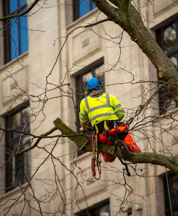 Professional arborist positioned in a tree canopy inspecting ivy growth and overall tree health
