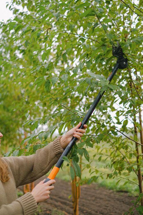 Tree surgeon pruning fruit trees at the optimal time of year in a Hampshire orchard