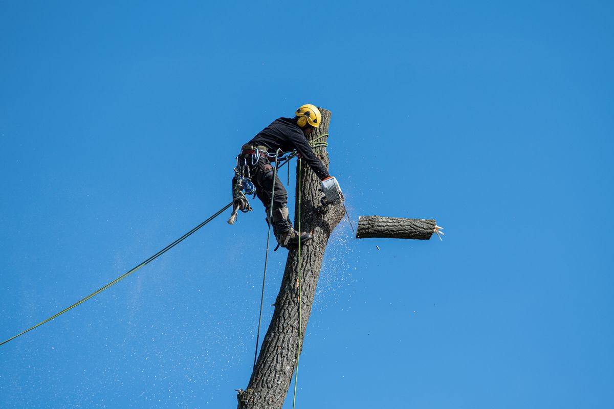 Roped arborist carrying out crown reduction tree surgery in Winchester, Hampshire