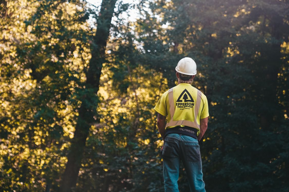 Tree service professional managing trees in a Hampshire woodland setting