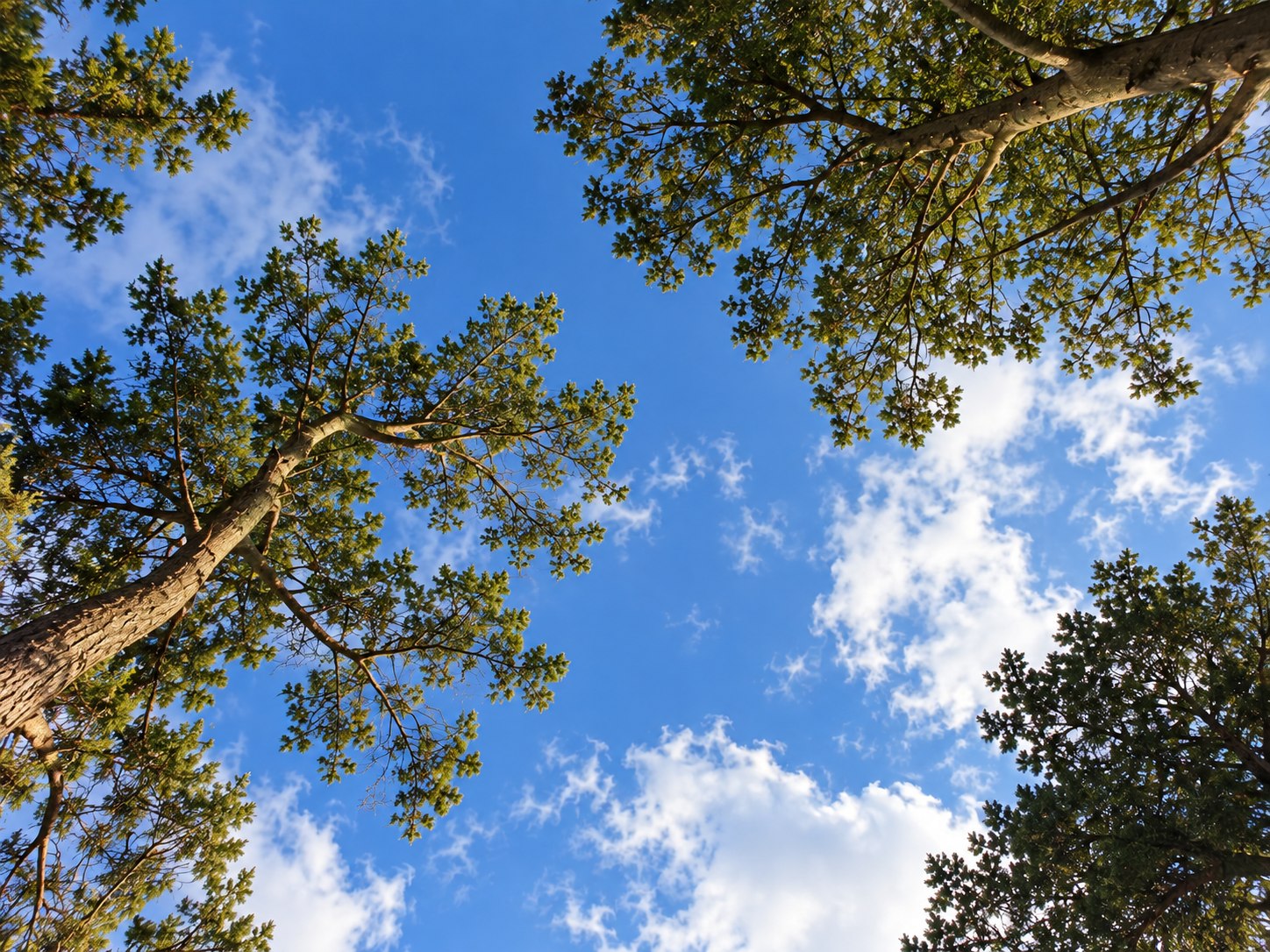 Looking up through a tree canopy against a blue sky